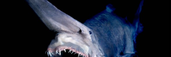 12 criaturas terrivelmente assustadoras que vivem no oceano.
