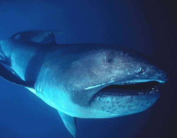 9- Tubarão-boca-grande