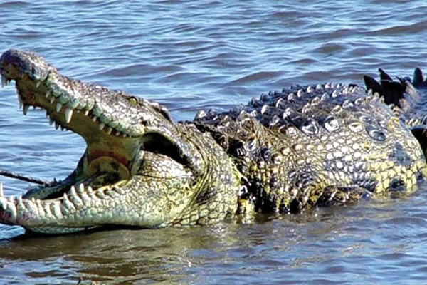Crocodilo de Água Salgada