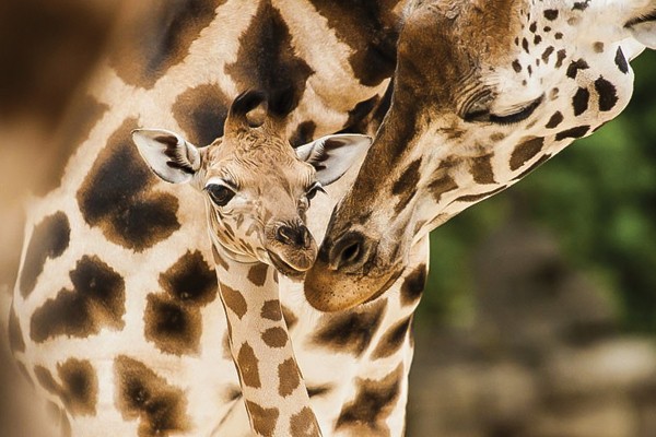 Por causa do tamanho, as girafas têm circulação sanguínea única