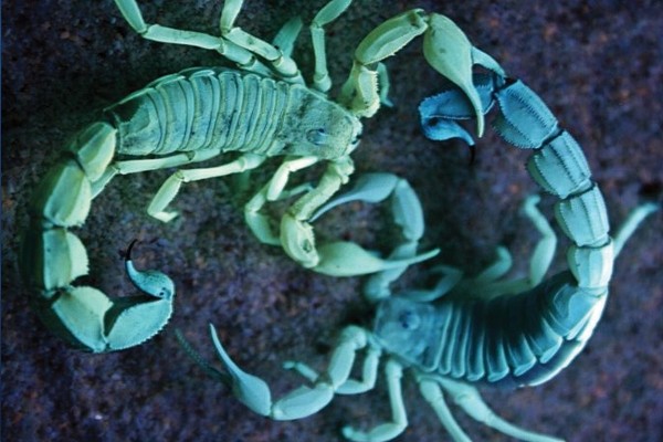 Escorpiões