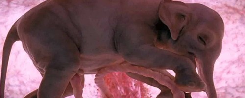 13 fotos incríveis de animais no útero