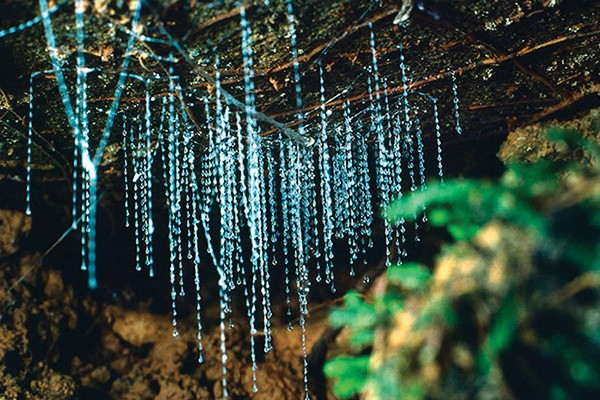 Caverna Waitomo Glowworm, Nova Zelandia