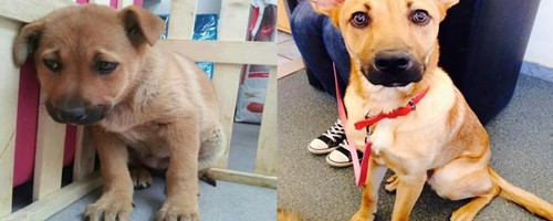 20 bichos de estimação antes e depois de serem adotados