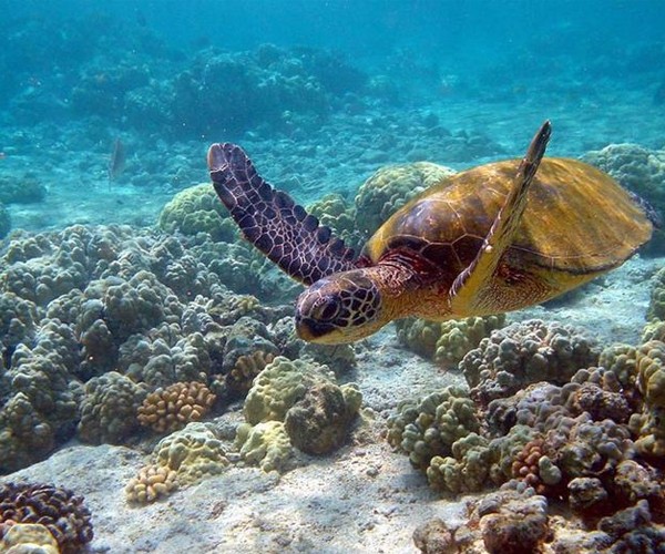 Nadar com tartarugas marinhas em Apo Island