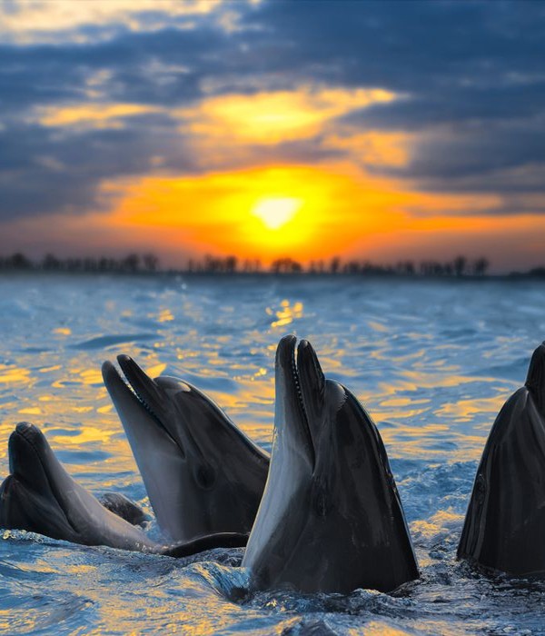 Cardumes de golfinhos em Bais