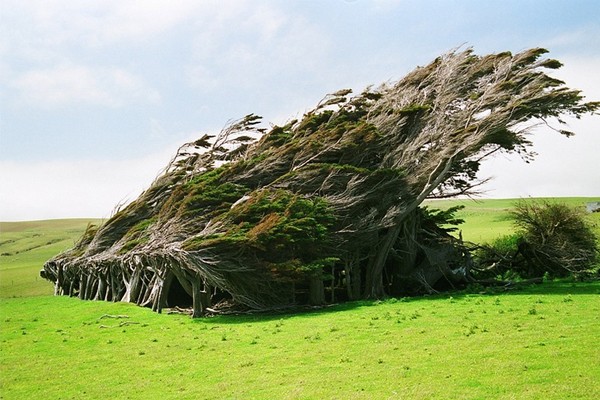 Árvores varridas pelo vento (Nova Zelândia)