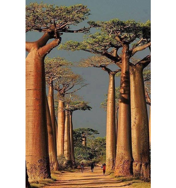 Baobá (Madagascar)