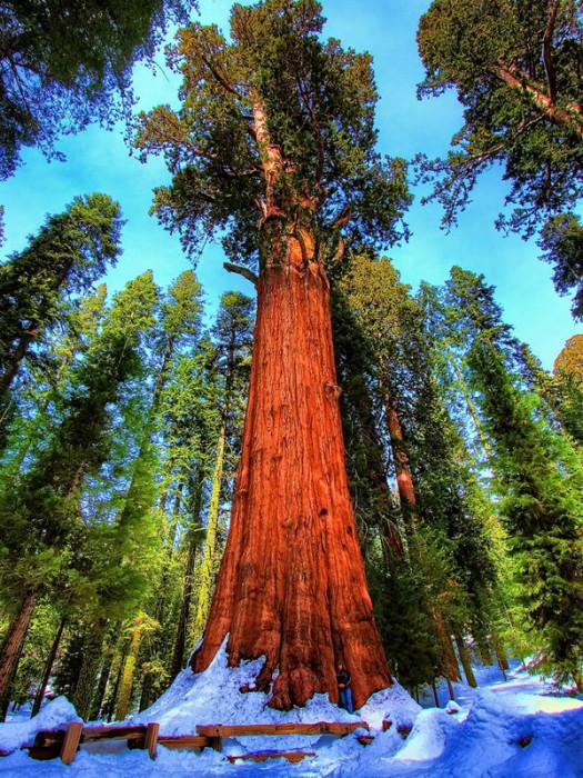 Sequoia (Estados Unidos)