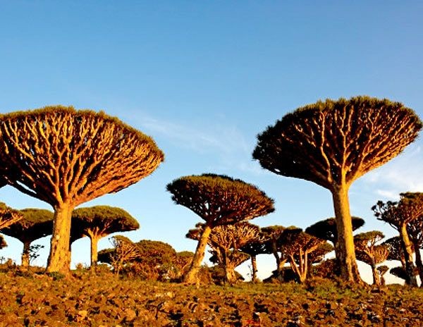 Árvore Sangue-de-Dragão (Yemen)