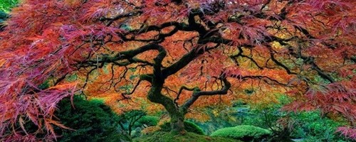 As 17 árvores mais incríveis do mundo