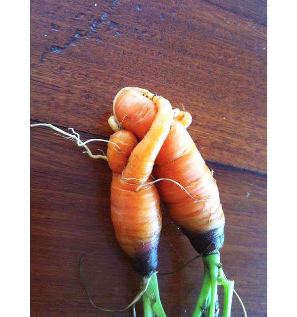 Esse casal de cenouras todo apaixonado