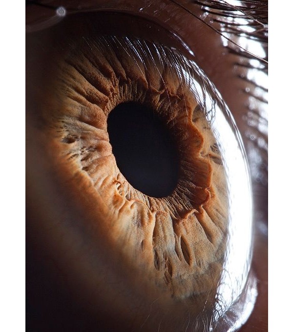 O nervo óptico cria pontos cegos no seu olho