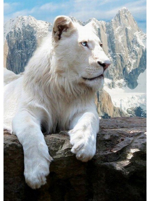 Leão albino