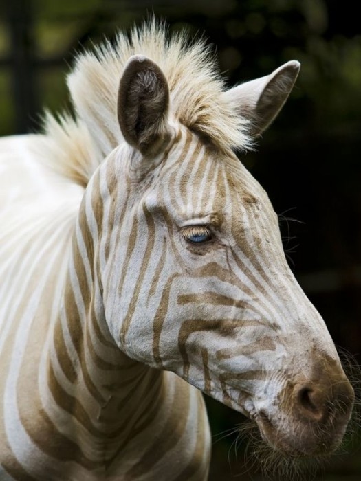 Zebra albina