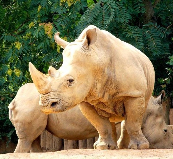 Rinoceronte albino