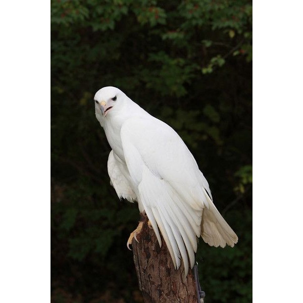 Falcão albino