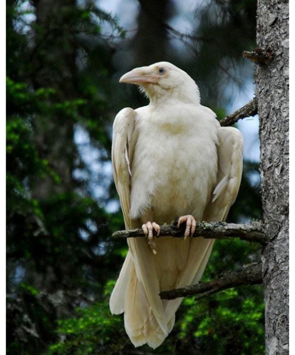 Corvo albino