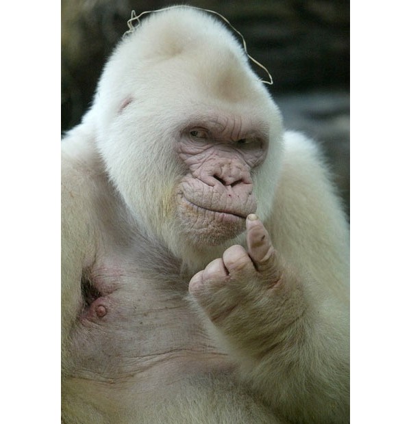 Gorila albino