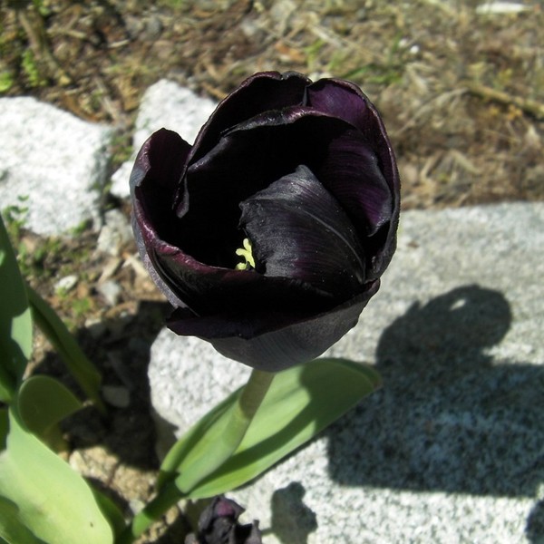 Viúva-negra ou Geranium Cranesbill