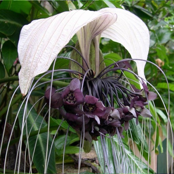 Orquídea morcego