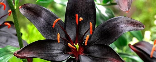 11 espécies de flores negras bonitas e misteriosas