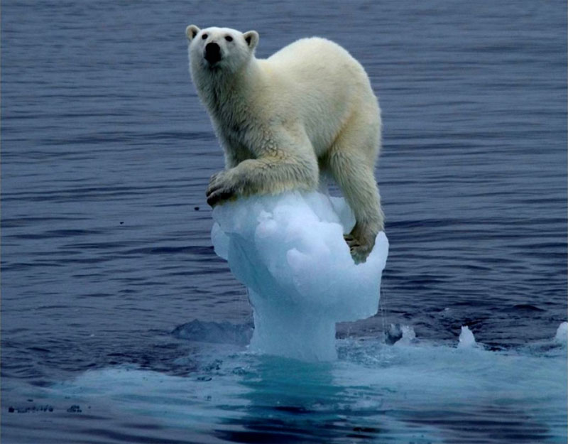 7. Extinção da fauna polar