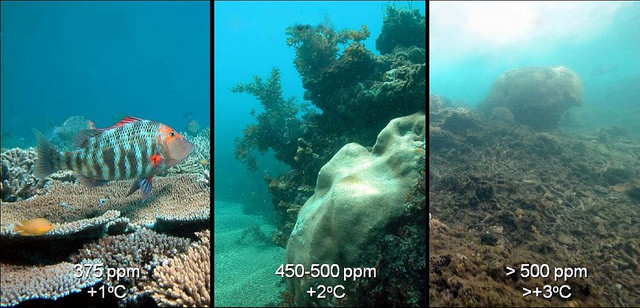 9. O aumento da temperatura e pH significa um rude golpe para a vida dos corais