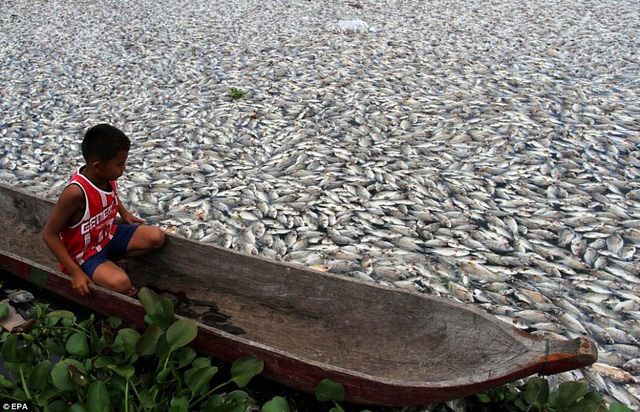 10. Milhões de peixes morrem devido à acidificação dos mares