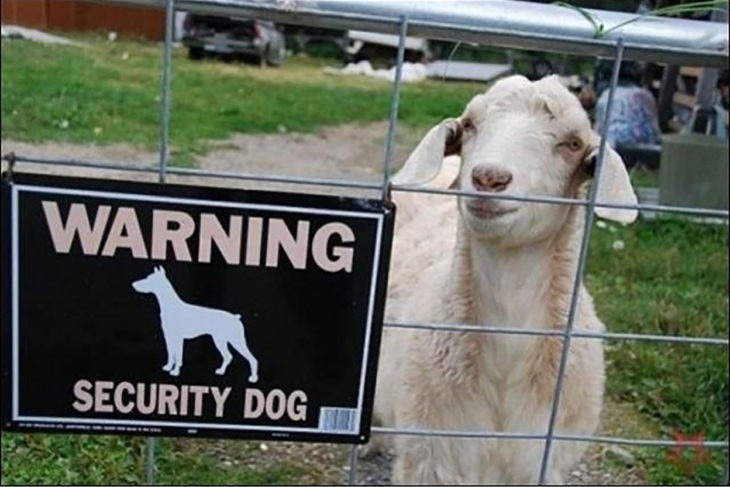 Tenha cuidado com o cão!