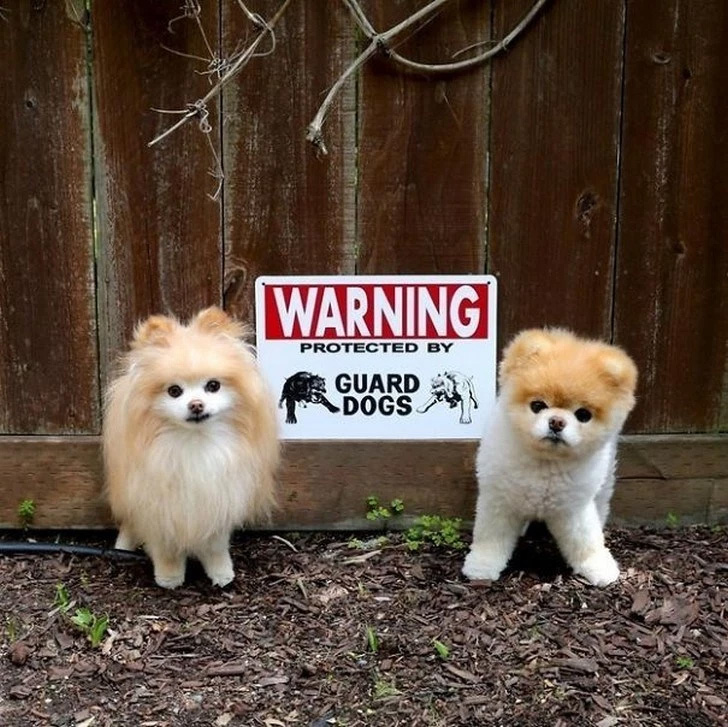 Aqui estão dois cães de guarda!