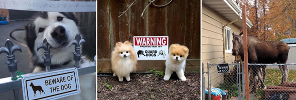 Estes são os ”cães de guarda” mais fofos do mundo