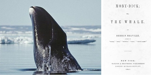 Algumas das baleias vivas hoje nasceram antes que Moby Dick fosse escrito