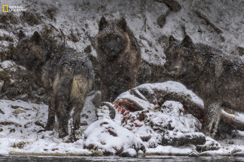 Lobos caçando bisões