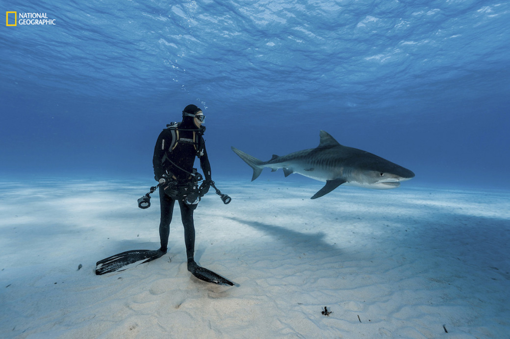 Mergulhando com tubarões-tigre