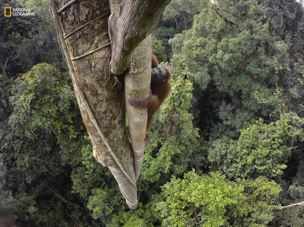 Orangotango trepador