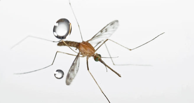 Os mosquitos resistem a golpes de objetos 60 vezes mais pesados do que eles