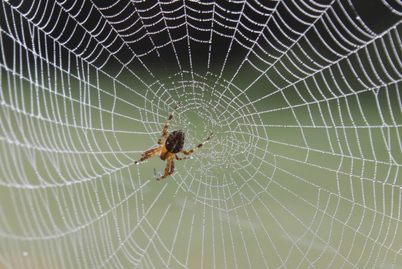 As aranhas comem teias quando querem mudar de vida.