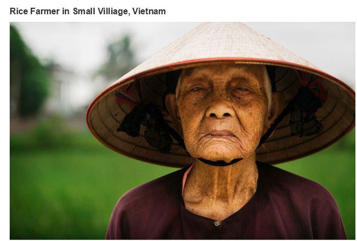 Um colhedor de arroz idoso no Vietnã