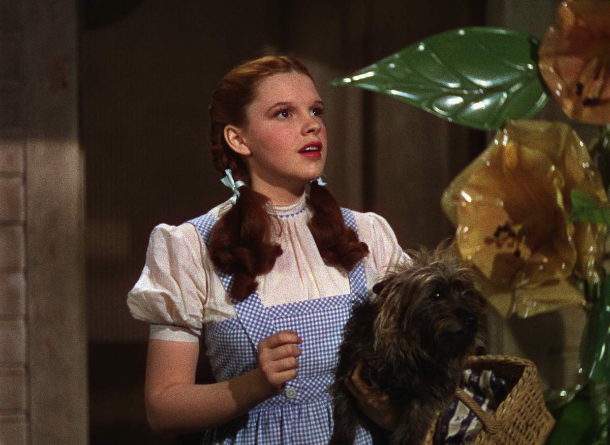 Ao cachorro de Dorothy, Toto, no O Mágico de Oz pagavam de maneira incrível