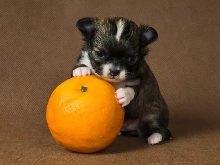 Esse cachorro menor que uma laranja