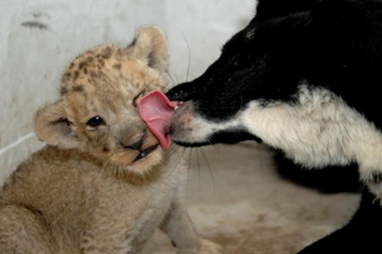 Um cachorro e seu bebê tigrinha.