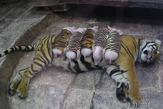 Uma história romântica entre tigres e porcos