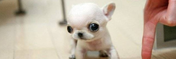 Fotos fofas dos menores cachorros do mundo