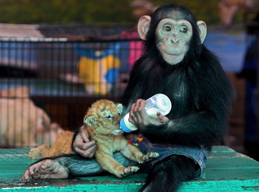 O macaco que adotou um filhote de tigre