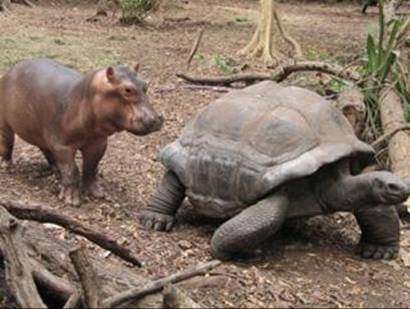 A tartaruga e o hipopótamo