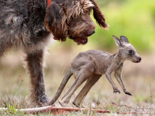 O cão e seu filho, o canguru