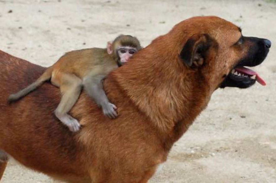 Cachorro e macaco inseparáveis