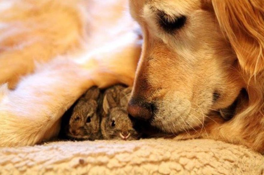 Dona cadela e seus pequenos coelhos