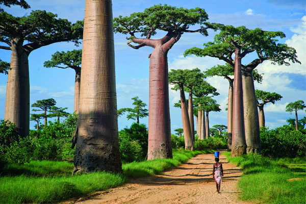A Avenida dos Baobabs em Madagascar